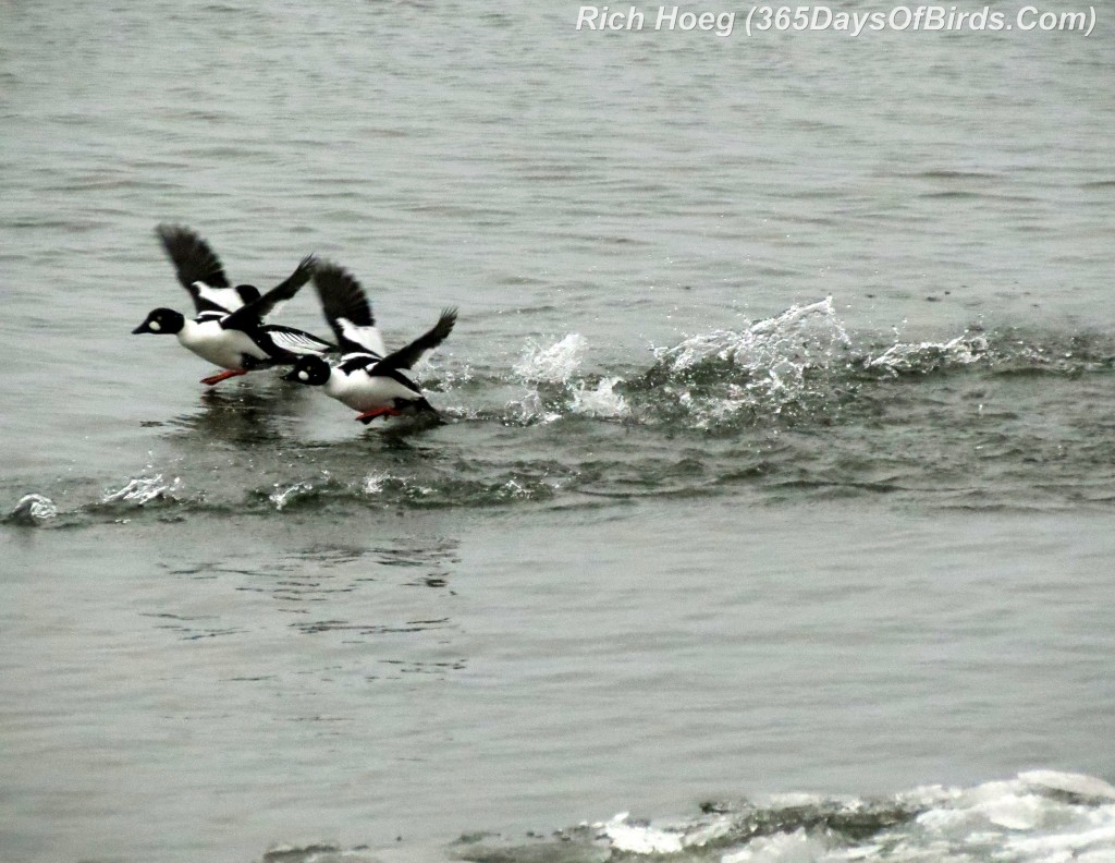 092-Birds-365-Low-Light-Goldeneyes-2