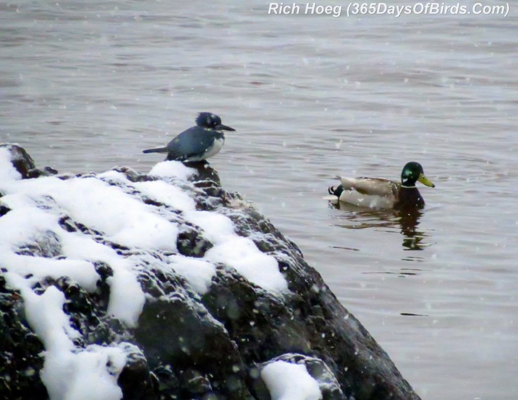 093-Birds-365-Kingfisher-Rock