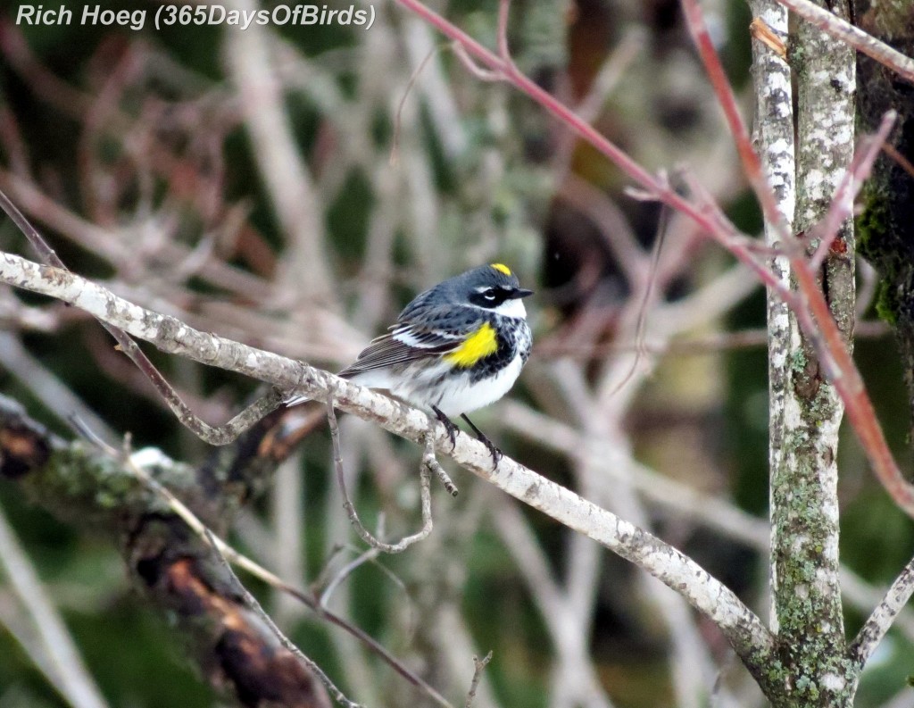 093-Birds-365-Yellow-Rumped-Warbler-1