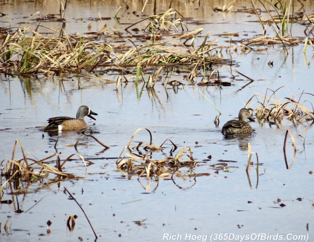 094-Birds-365-Blue-Wnged-Teal-1