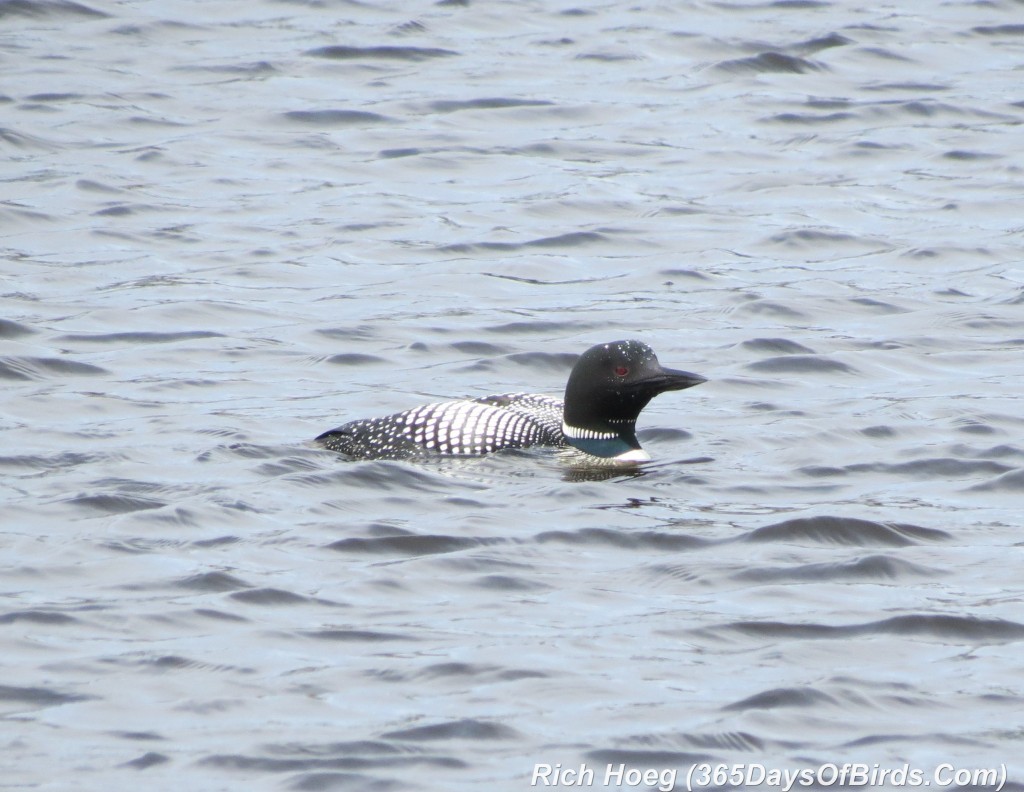 094-Birds-365-Common-Loon