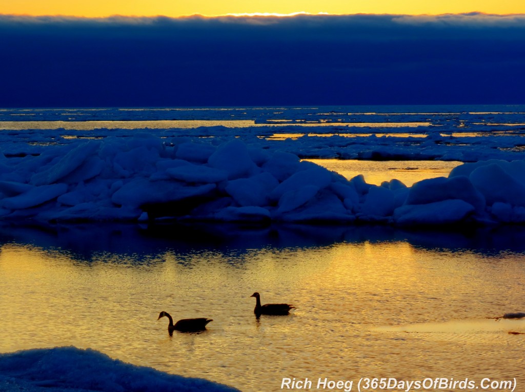 094-Birds-365-Geese-Sunrise-1