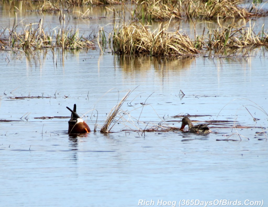 094-Birds-365-Northern-Shoveler-1