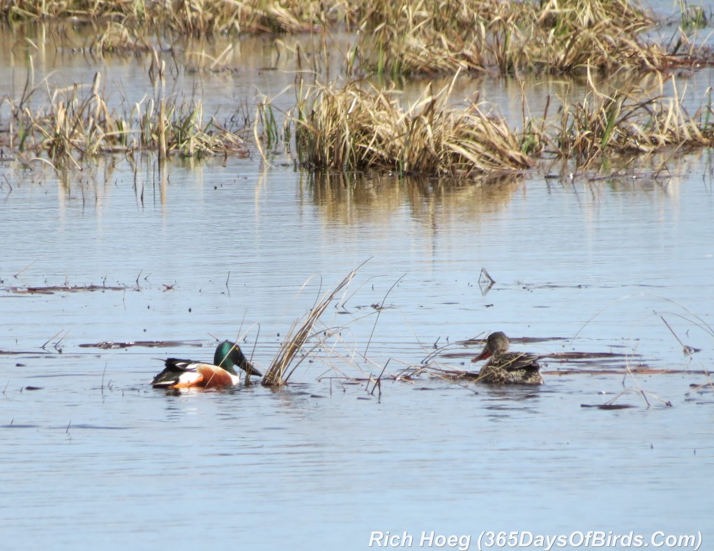 094-Birds-365-Northern-Shoveler-2