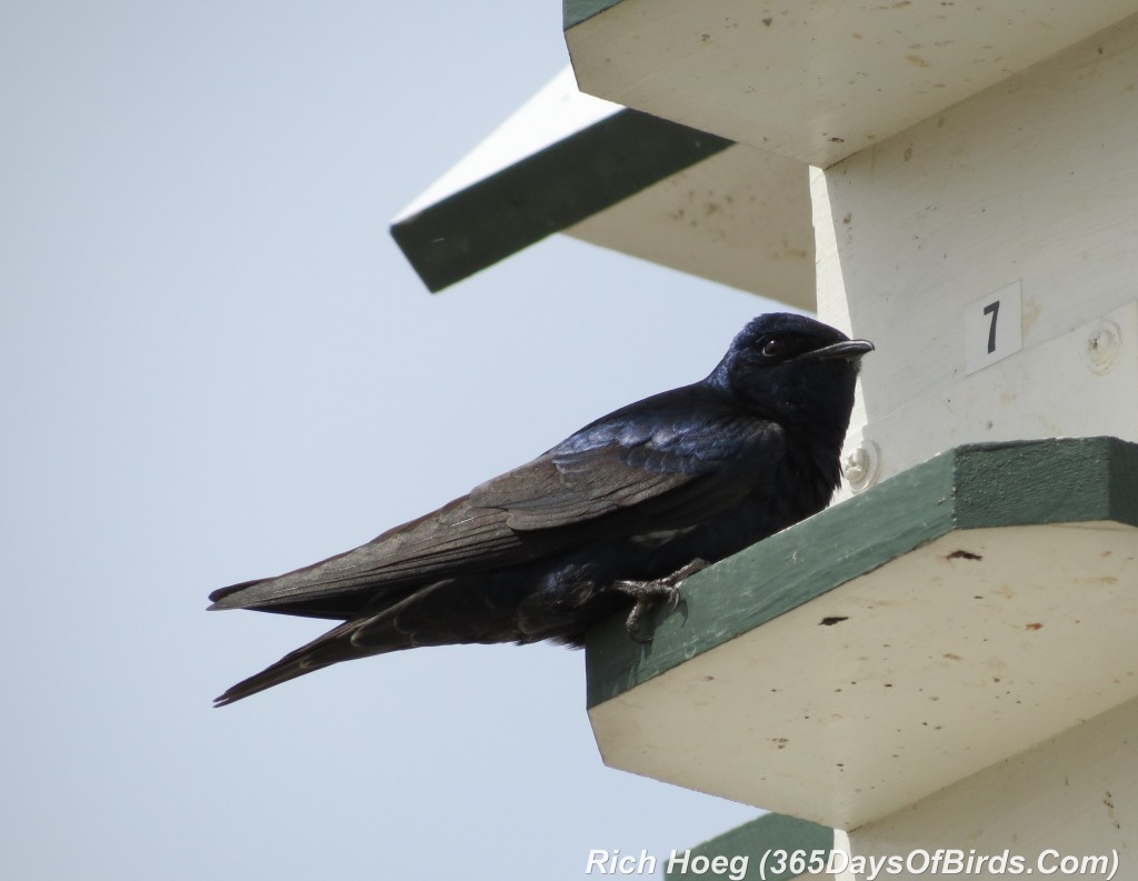 094-Birds-365-Purple-Martins-1