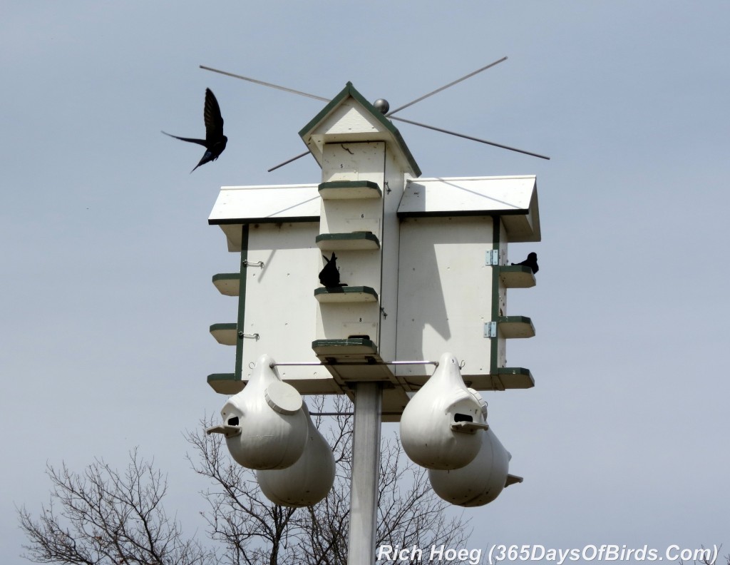 094-Birds-365-Purple-Martins-2