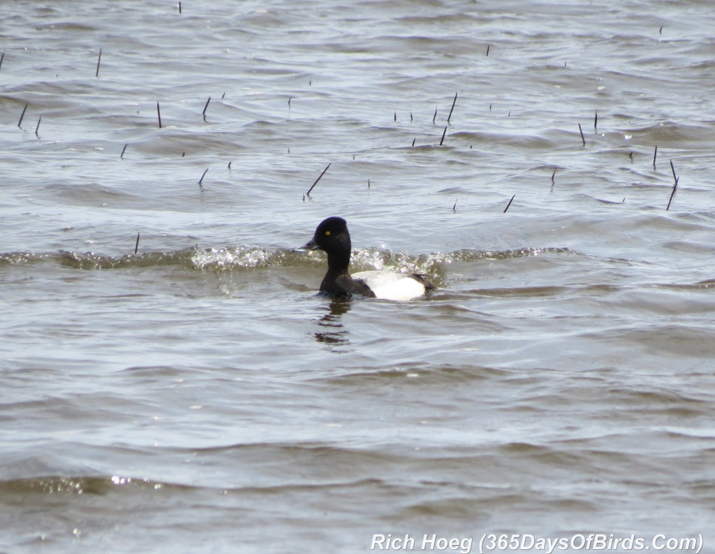 094-Birds-365-Ring-Necked-Duck