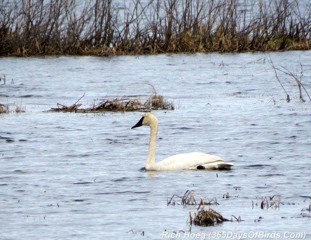 094-Birds-365-Trumpeter-Swan