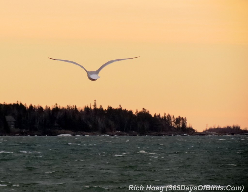 095-Birds-365-Wind-Blown-Gull