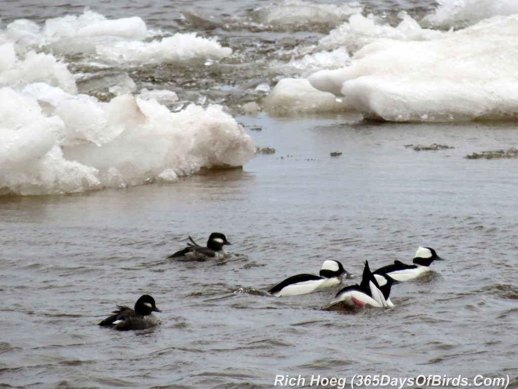 096-Birds-365-Bufflehead-Flock