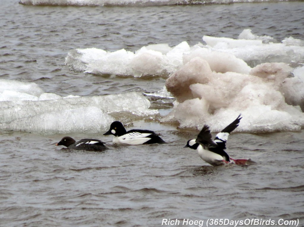 096-Birds-365-Bufflehead-Goldeneye-Takeoff