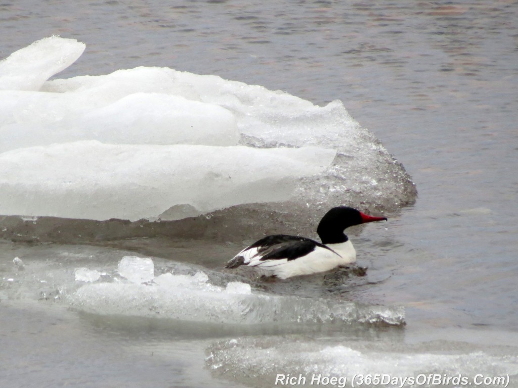 096-Birds-365-Common-Merganser