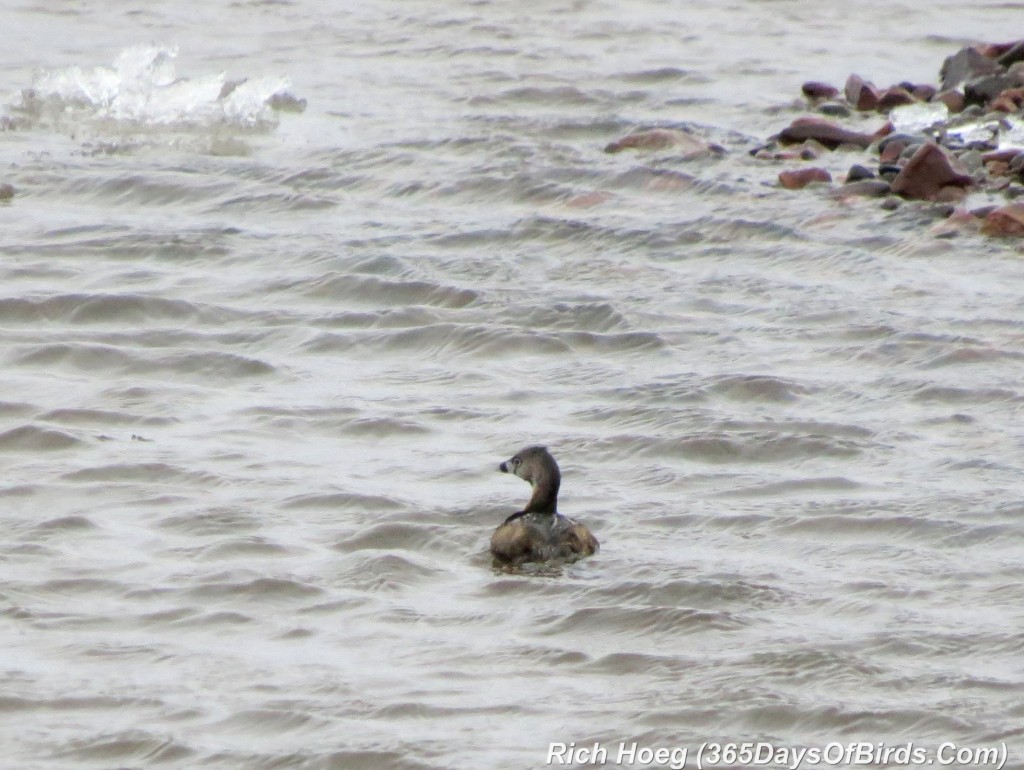 096-Birds-365-Pied-Billed-Grebe