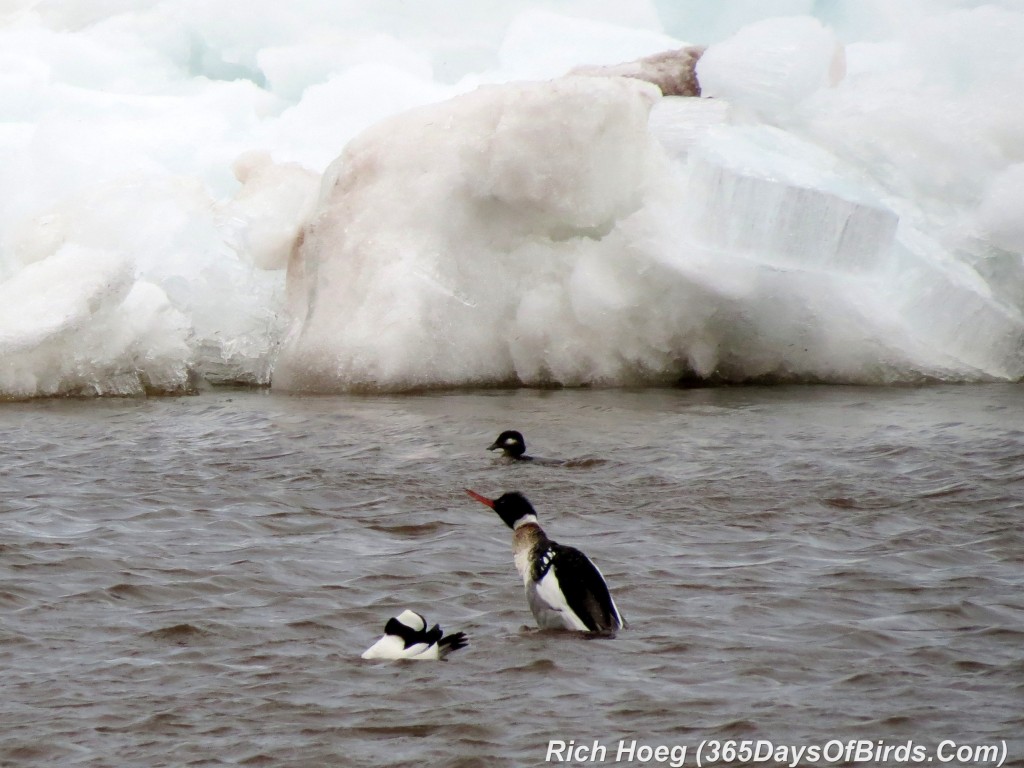 096-Birds-365-Red-Breasted-Merganser-and-Bufflehead-Dancing