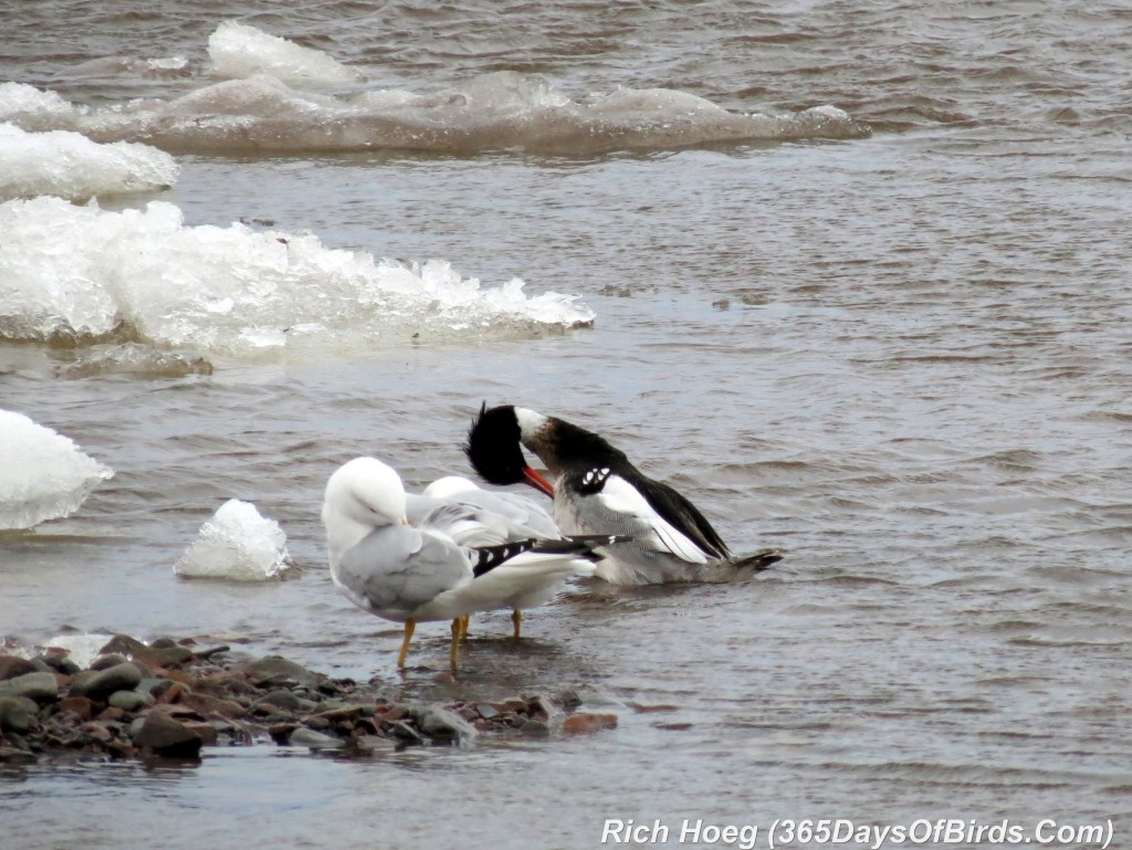 096-Birds-365-Red-Breasted-Merganser-and-Gull-Preening