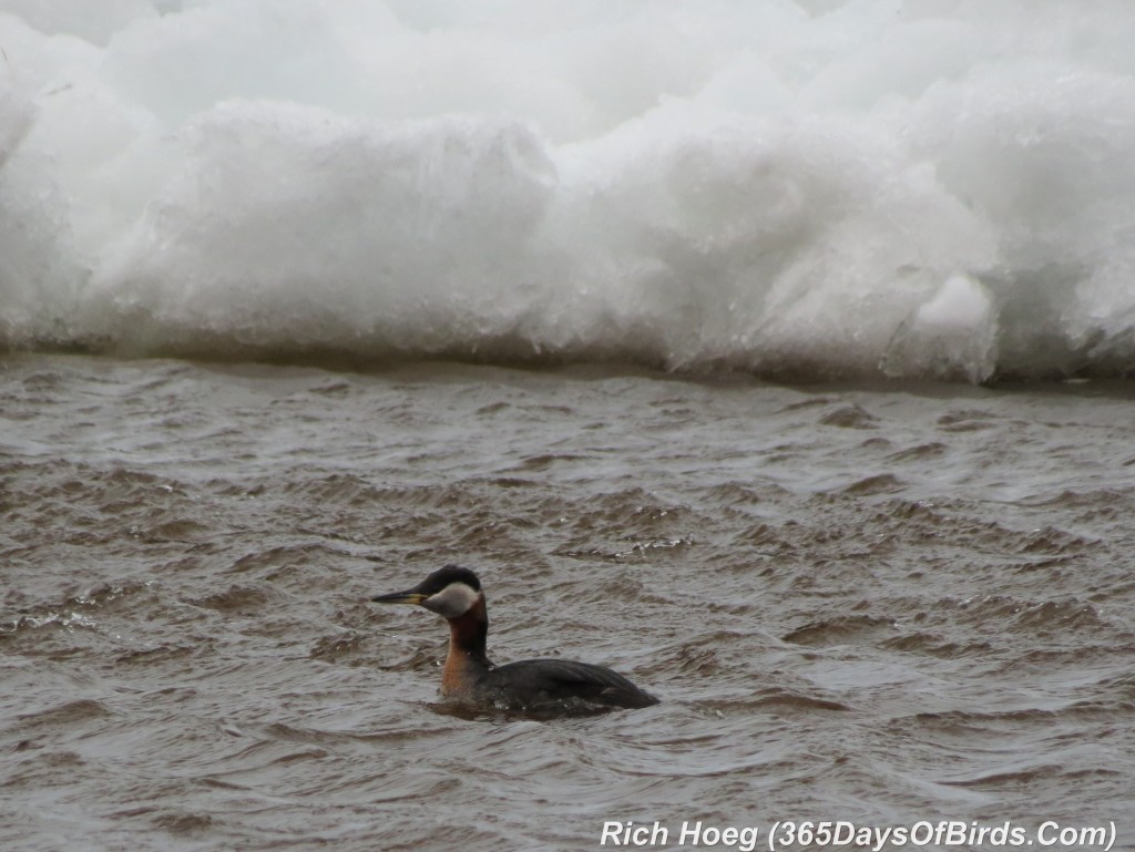 096-Birds-365-Red-Necked-Grebe