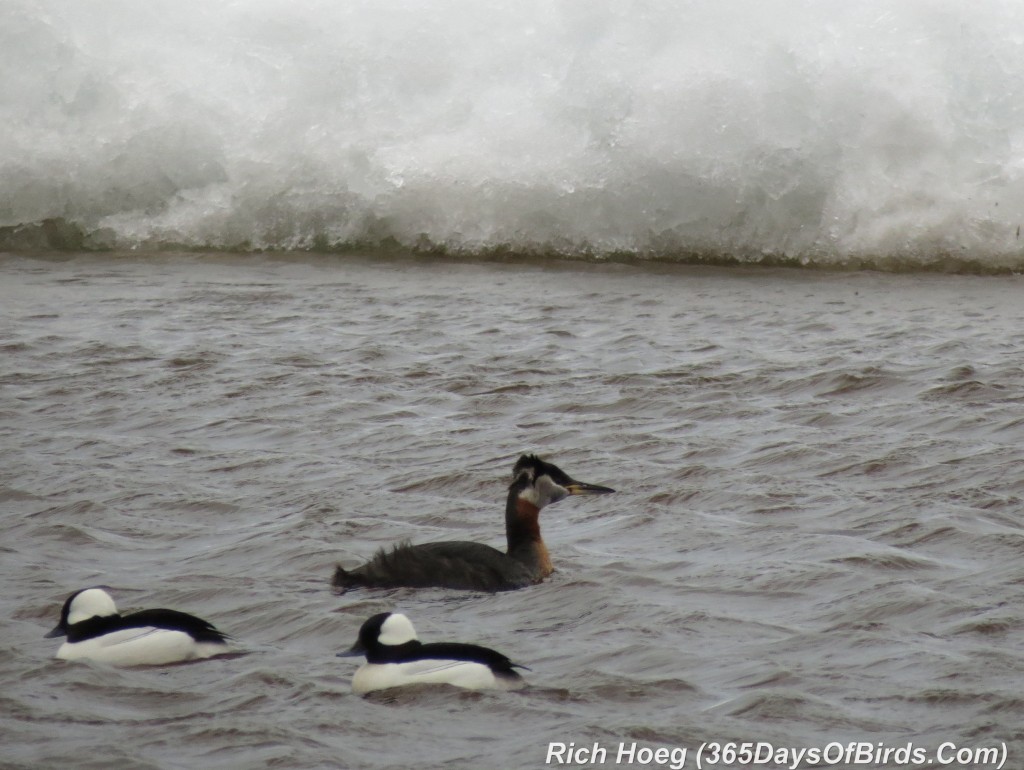 096-Birds-365-Red-Necked-Grebe-and-Bufflehead