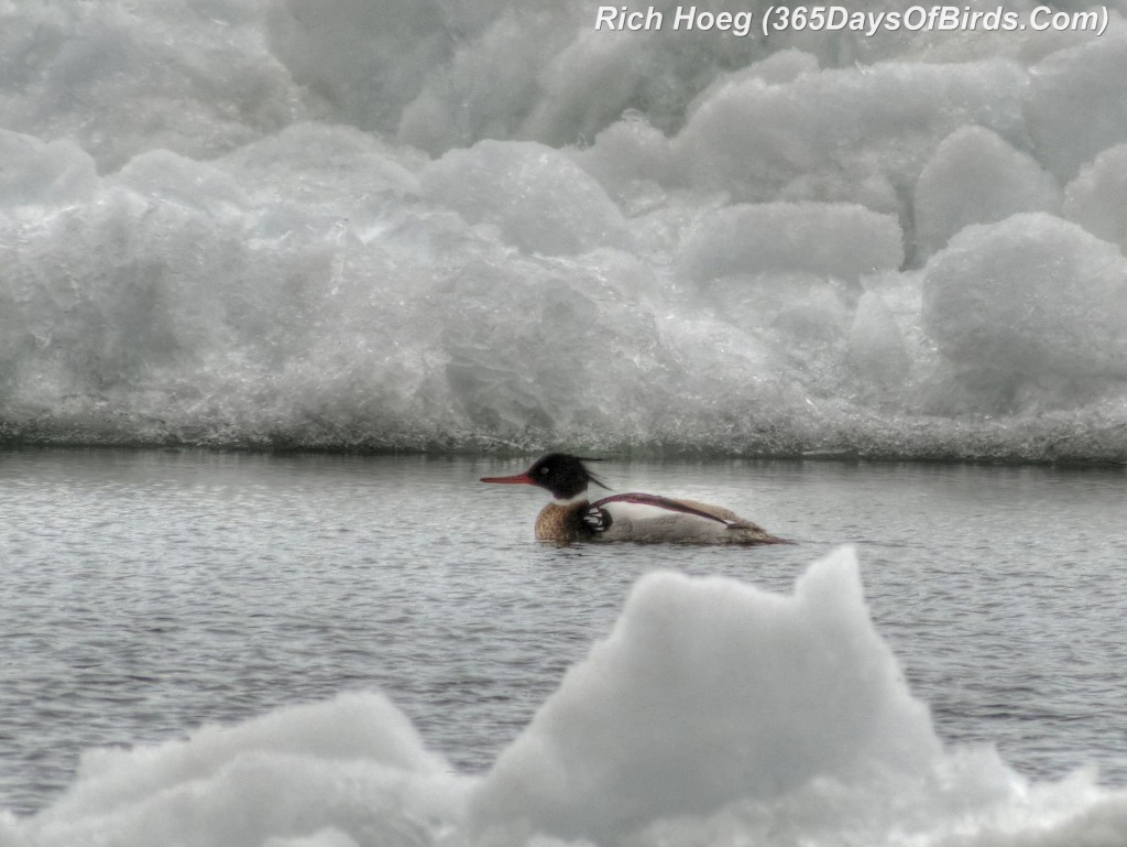 097-Birds-365-Red-Merganser-Resting