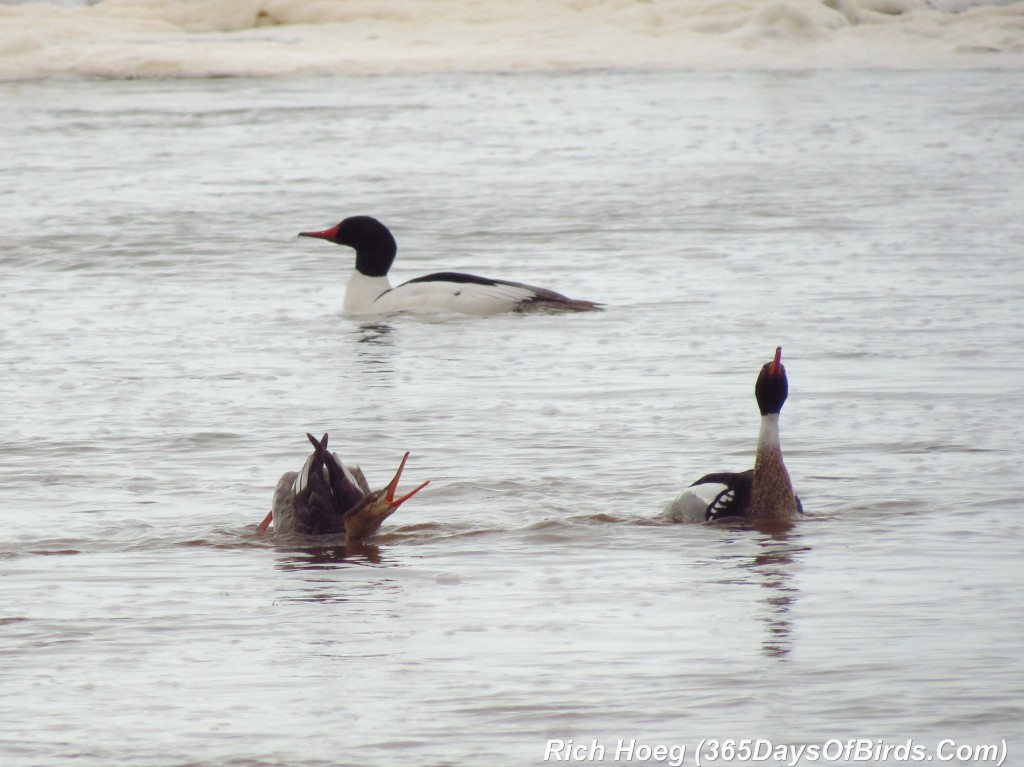 098-Birds-365-Courtship-Red-Breasted-Merganser-1