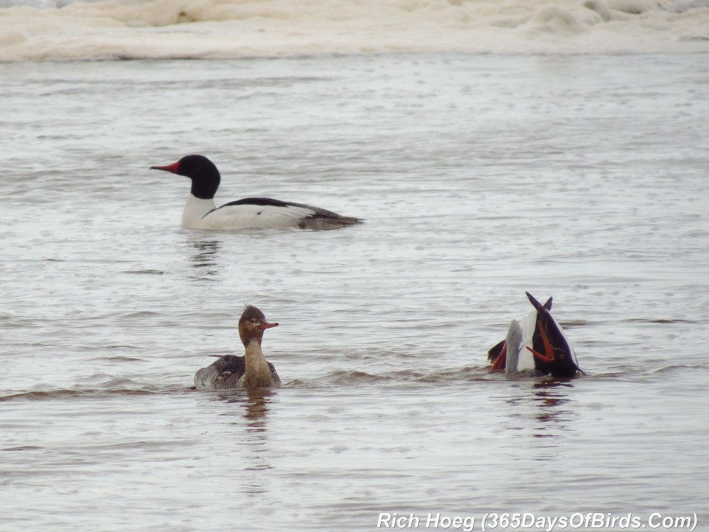 098-Birds-365-Courtship-Red-Breasted-Merganser-2