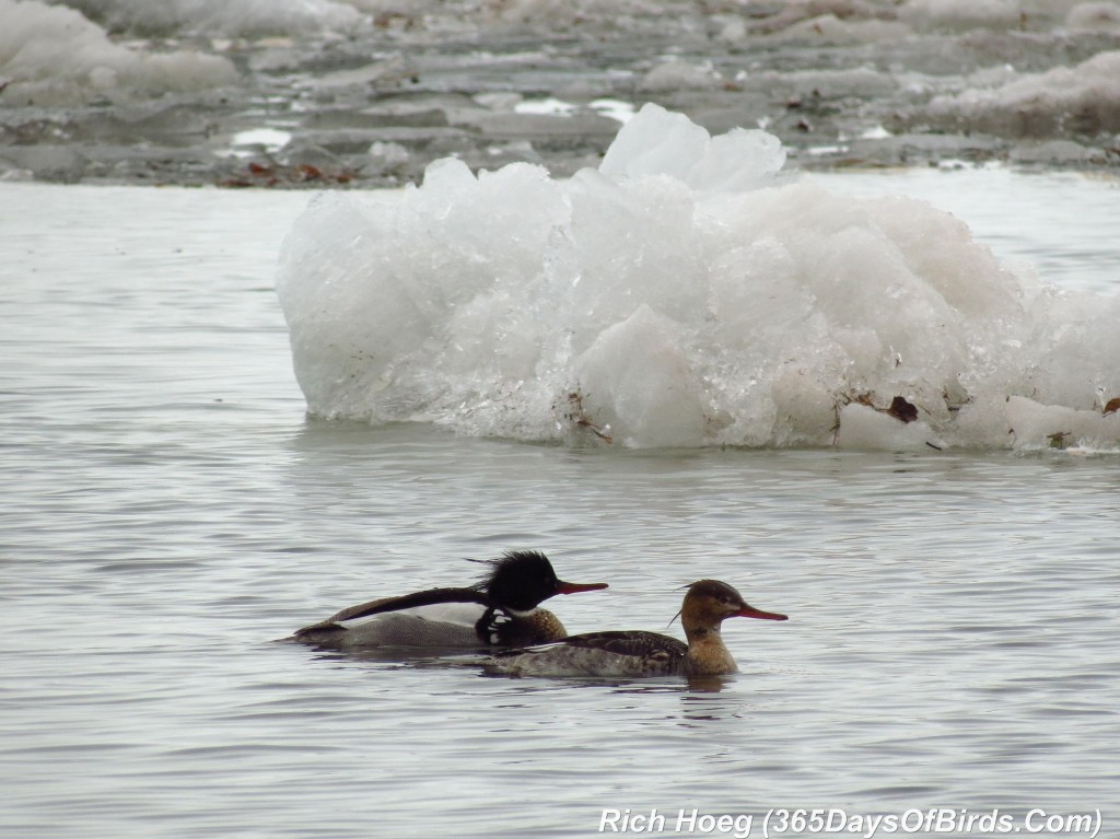 098-Birds-365-Courtship-Red-Breasted-Merganser-3