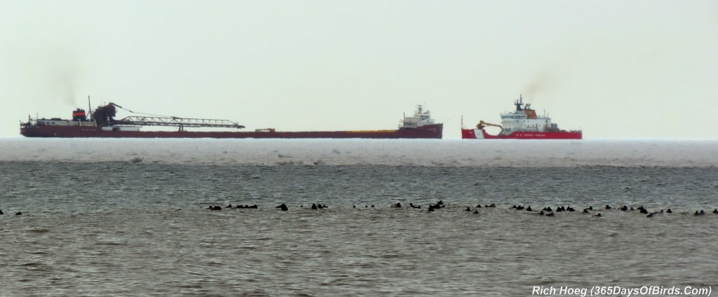 098-Birds-365-Ducks-Coast-Guard-2