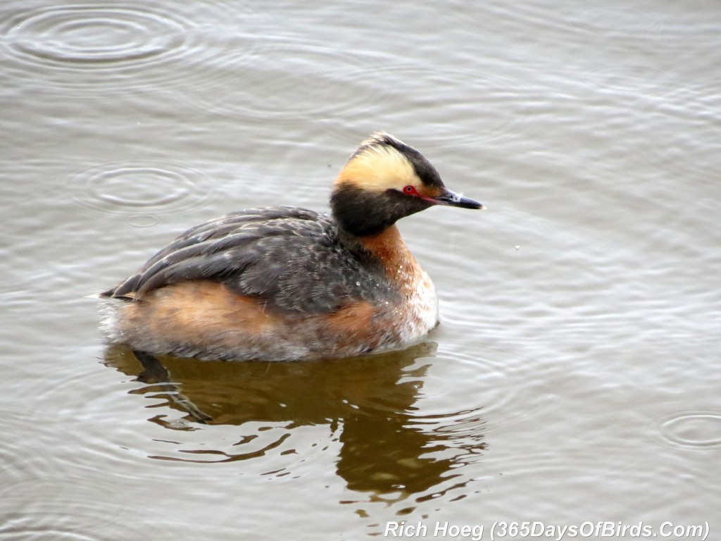 098-Birds-365-Horned-Grebe-2