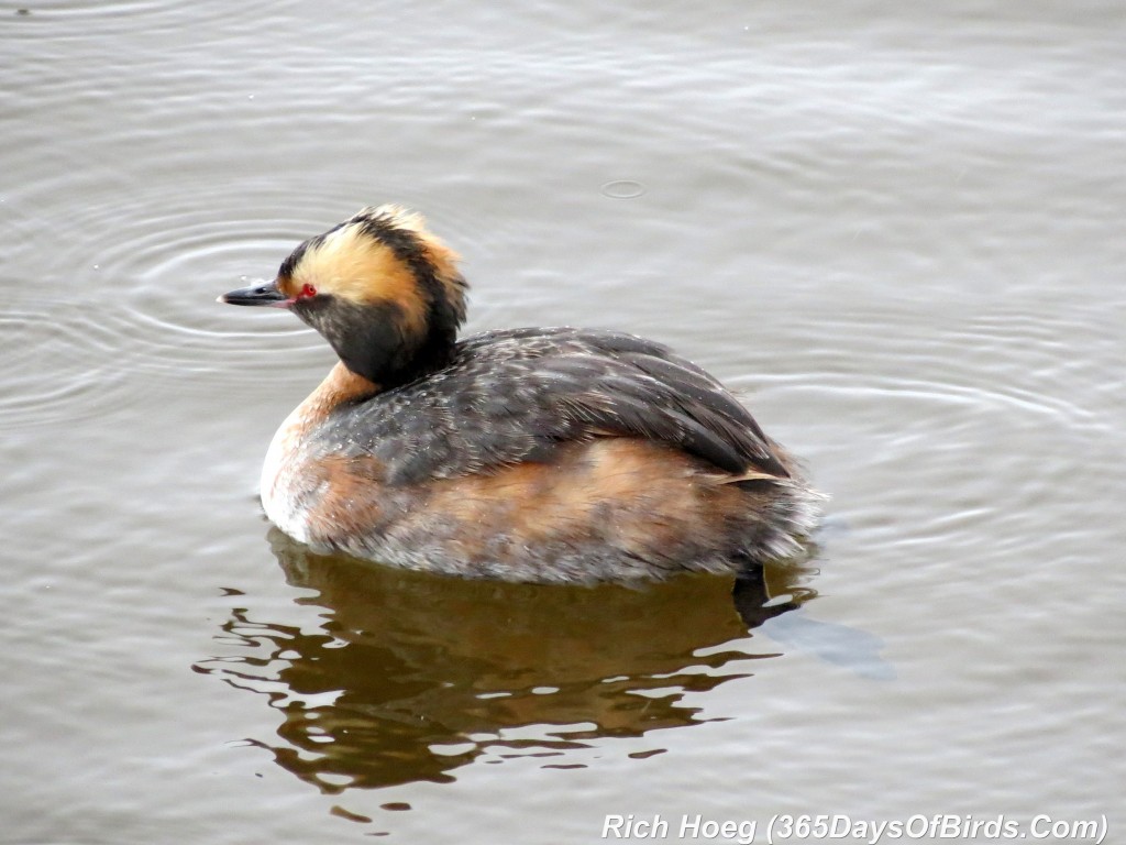 098-Birds-365-Horned-Grebe-9