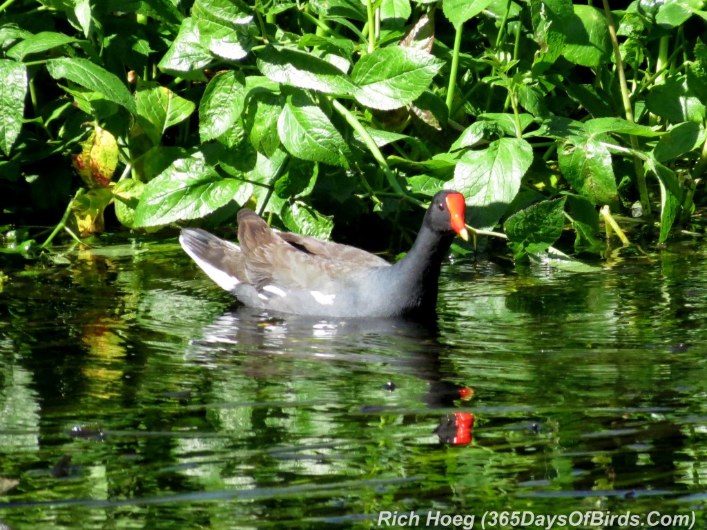 x040c-Birds-365-Common-Gallinule-St-John-River