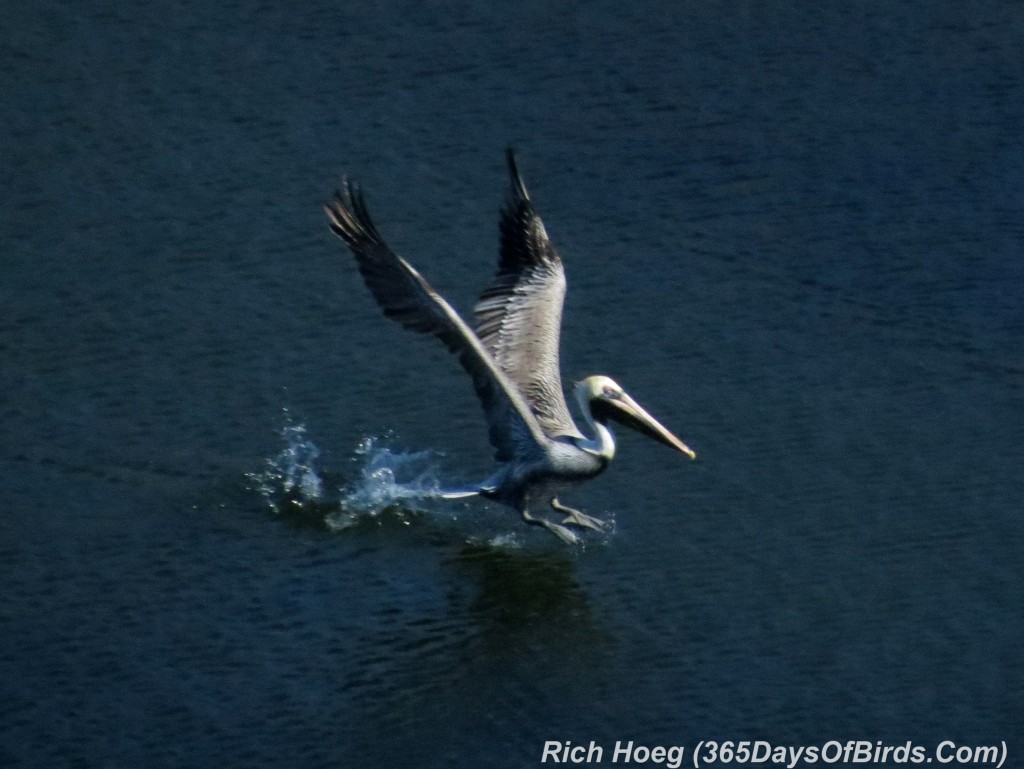 x040d-Birds-365-Pelican