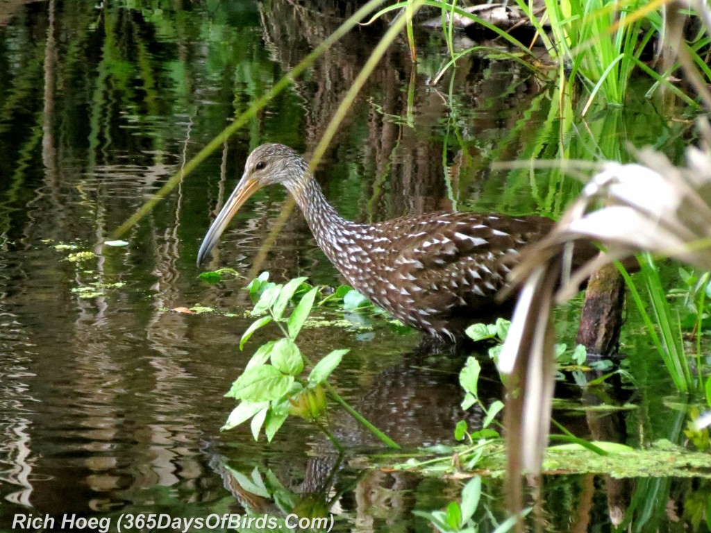 x041d-Birds-365-American-Bittern