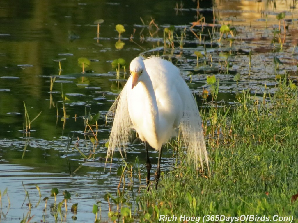 x072-Birds-365-Florida-Add-Sunrise-Great-Egret-1