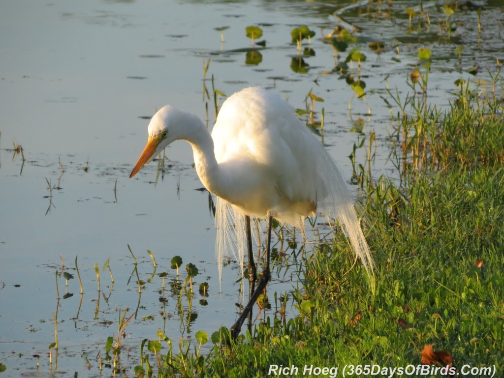 x072-Birds-365-Florida-Add-Sunrise-Great-Egret-2