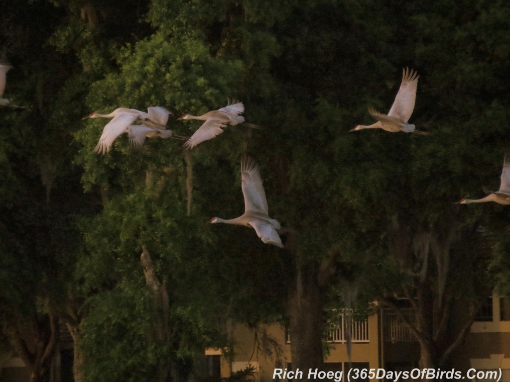 x072-Birds-365-Florida-Add-Sunset-Sandhills