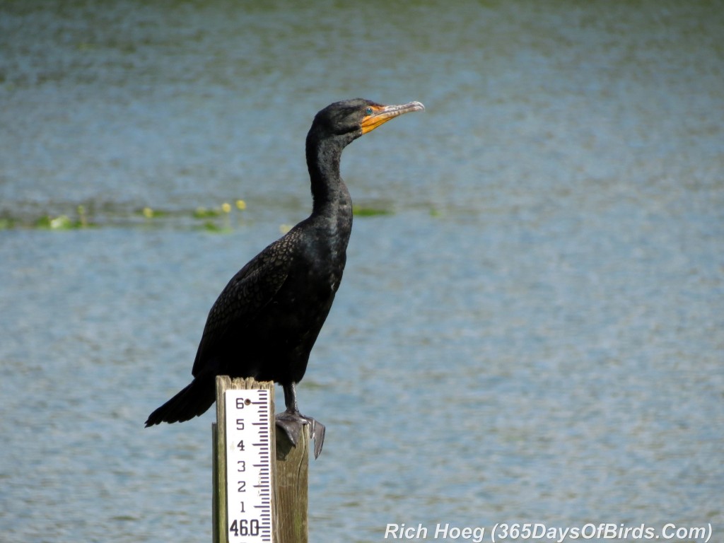 x077-Birds-365-Florida-Add-Double-Crested-Cormorant