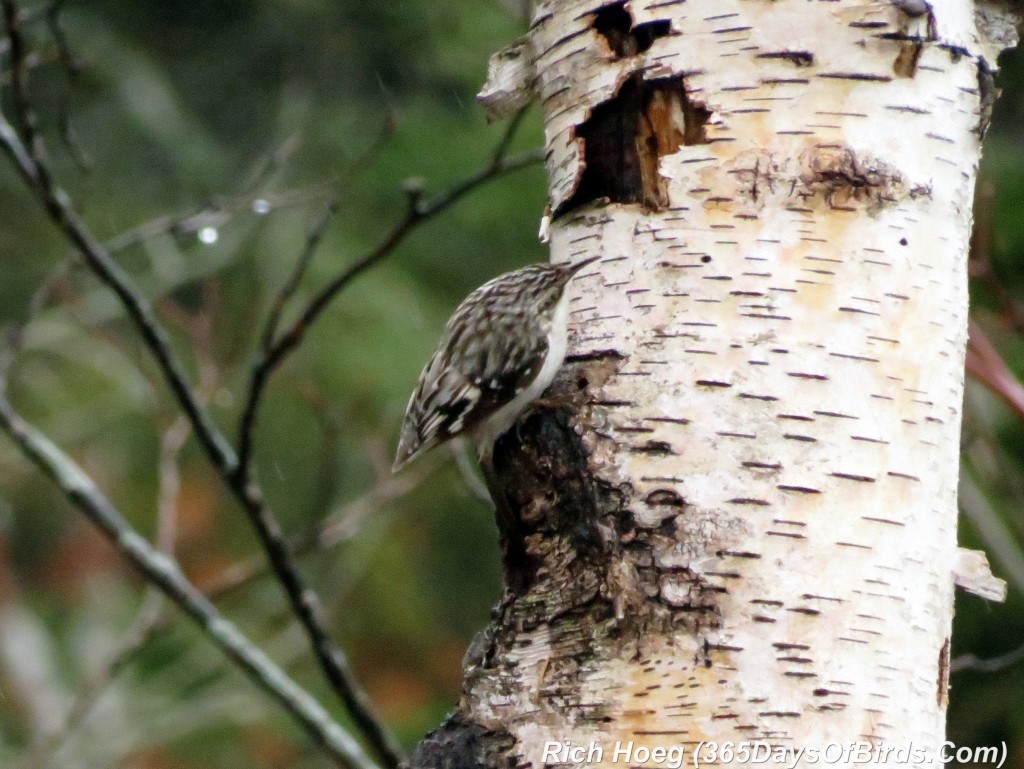 098a-Birds-365-Brown-Creeper-1