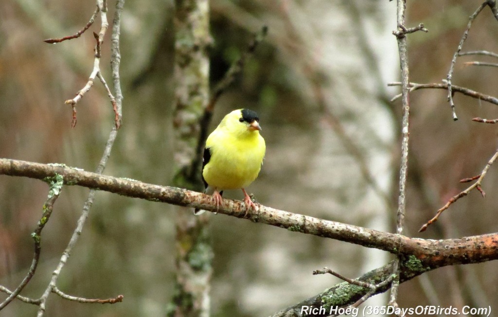 098a-Birds-365-Goldfinch