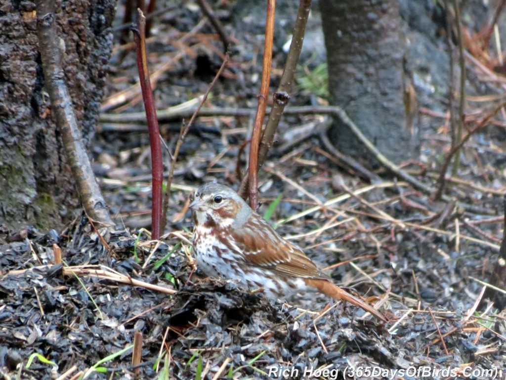 098a-Birds-365-Song-Sparrow