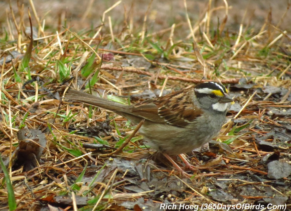 098a-Birds-365-White-Throated-Sparrow