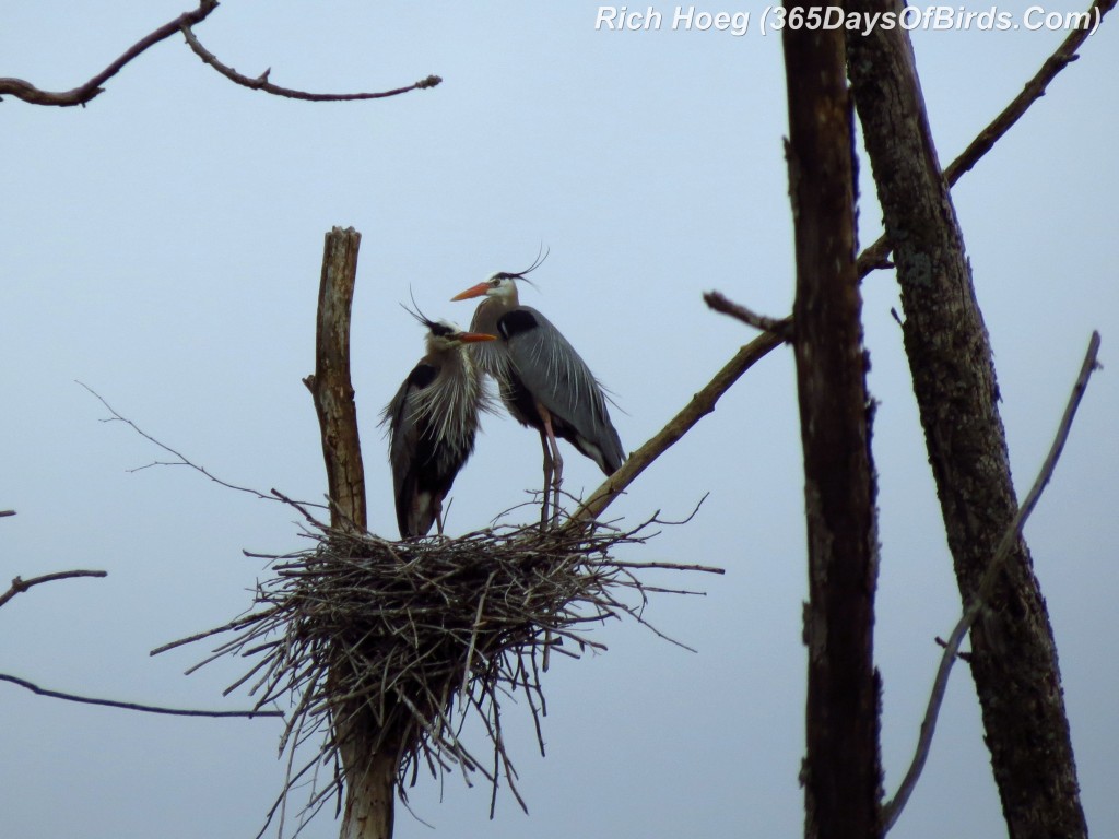 099-Birds-365-Heron-Love