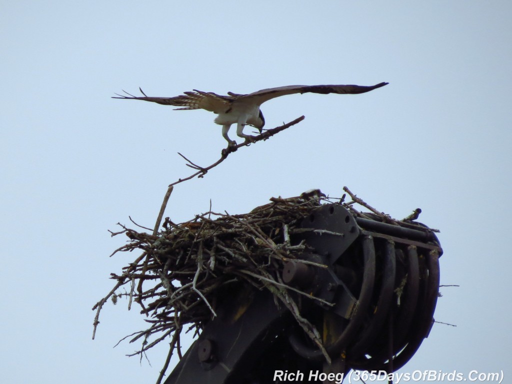 099-Birds-365-Osprey-1