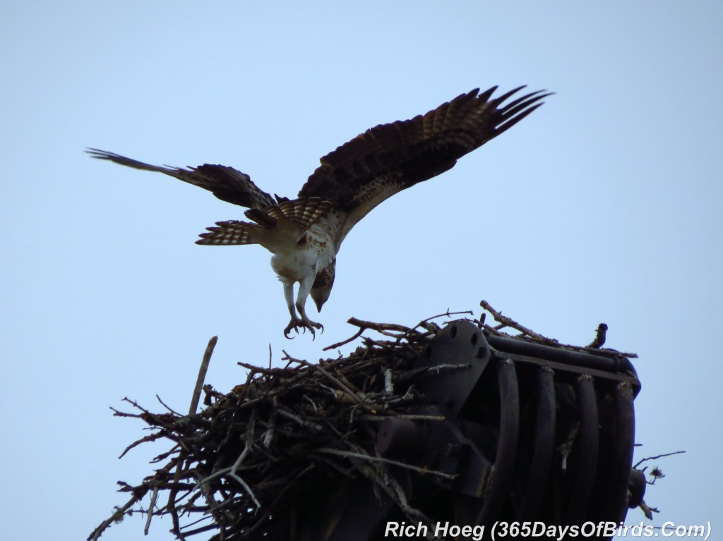 099-Birds-365-Osprey-2