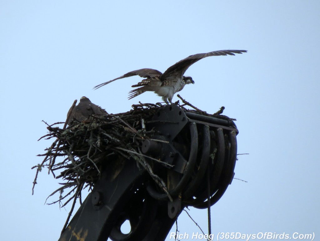 099-Birds-365-Osprey-3