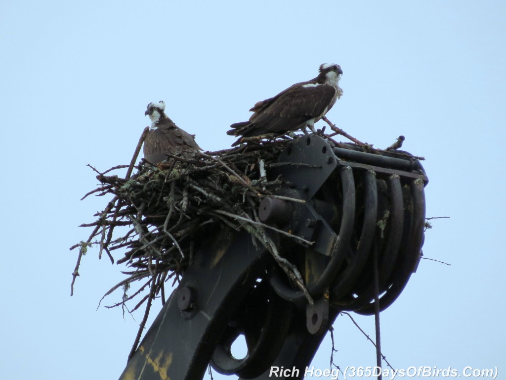 099-Birds-365-Osprey-4