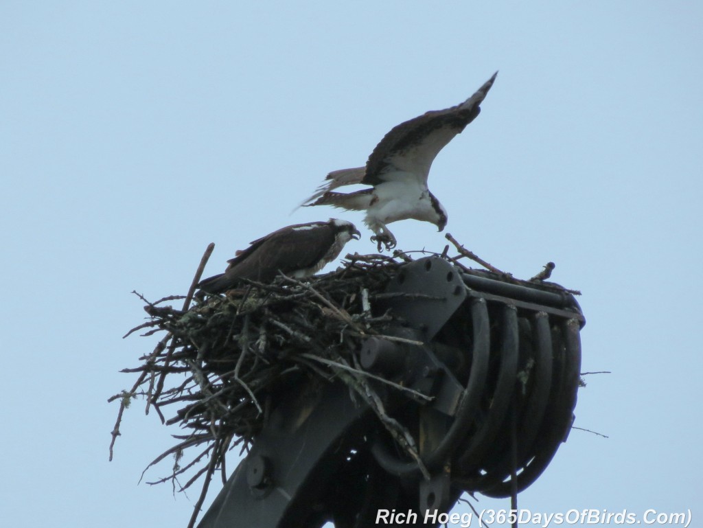 099-Birds-365-Osprey-5