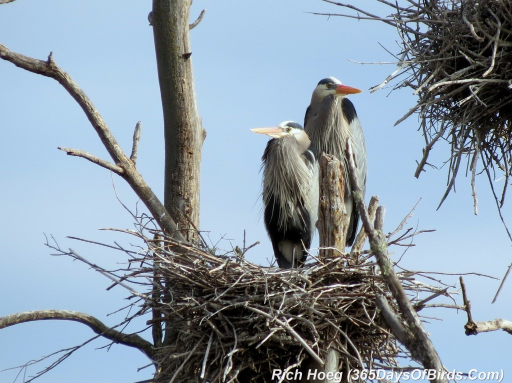 100-Birds-365-Great-Blue-Heron-Rookery-1