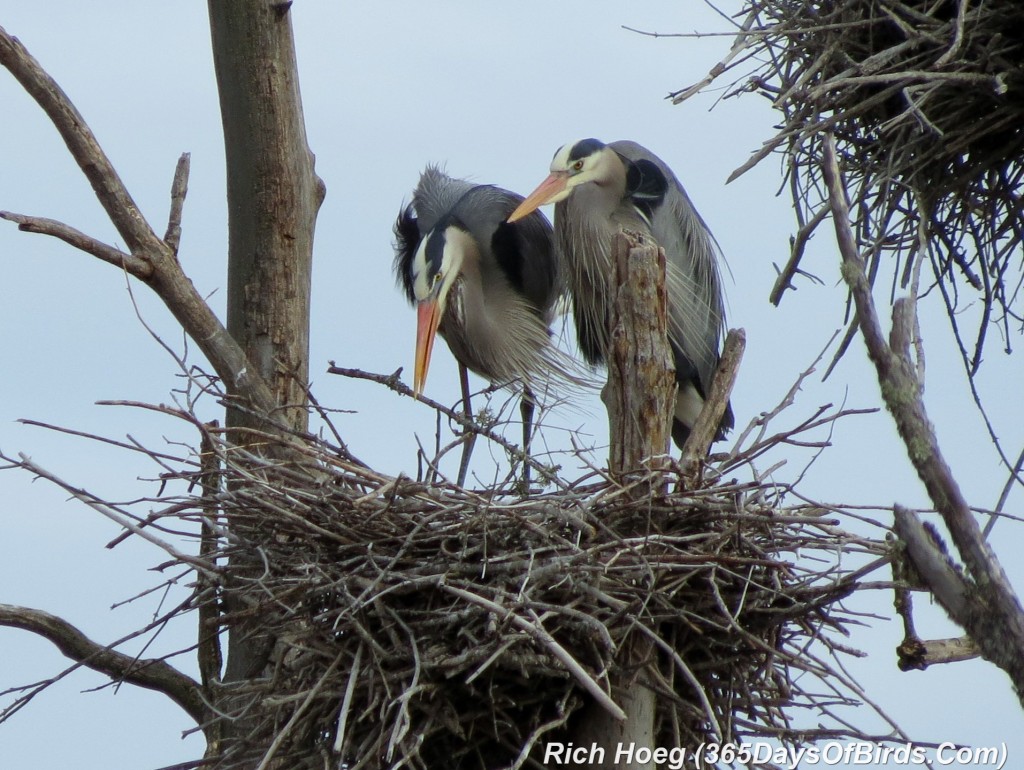 100-Birds-365-Great-Blue-Heron-Rookery-2