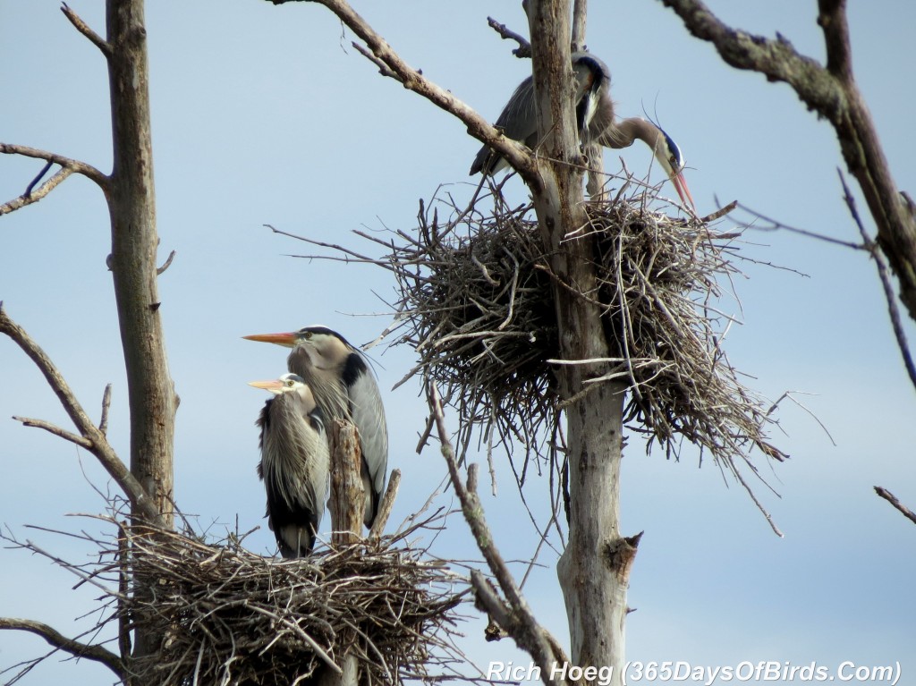 100-Birds-365-Great-Blue-Heron-Rookery-3