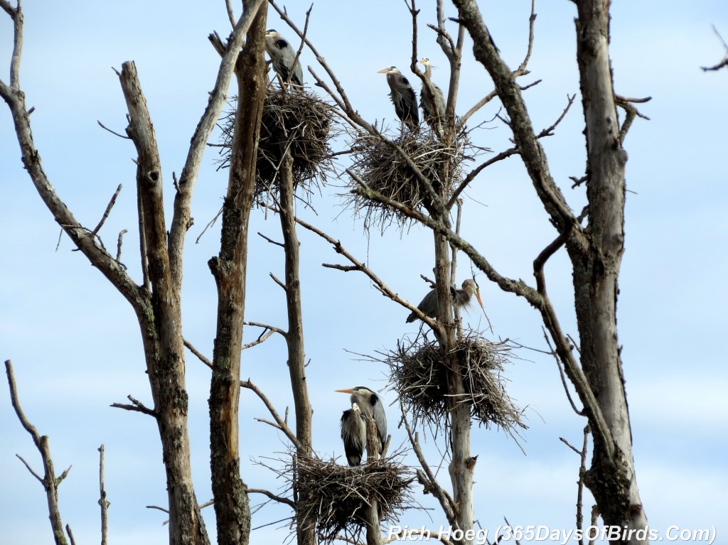 100-Birds-365-Great-Blue-Heron-Rookery-4