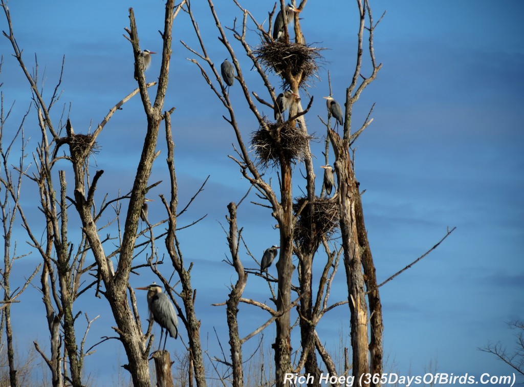 100-Birds-365-Great-Blue-Heron-Rookery-5-HDR